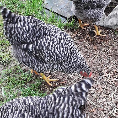 Thaller Edeltraud Taching am See Exterior foto